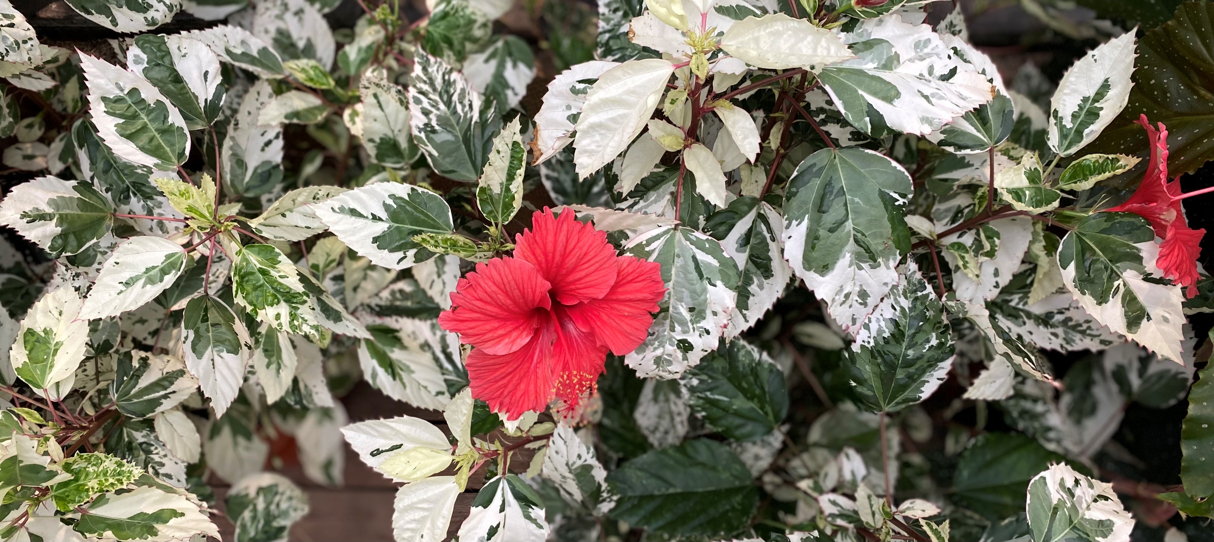 hibiskus-variegata