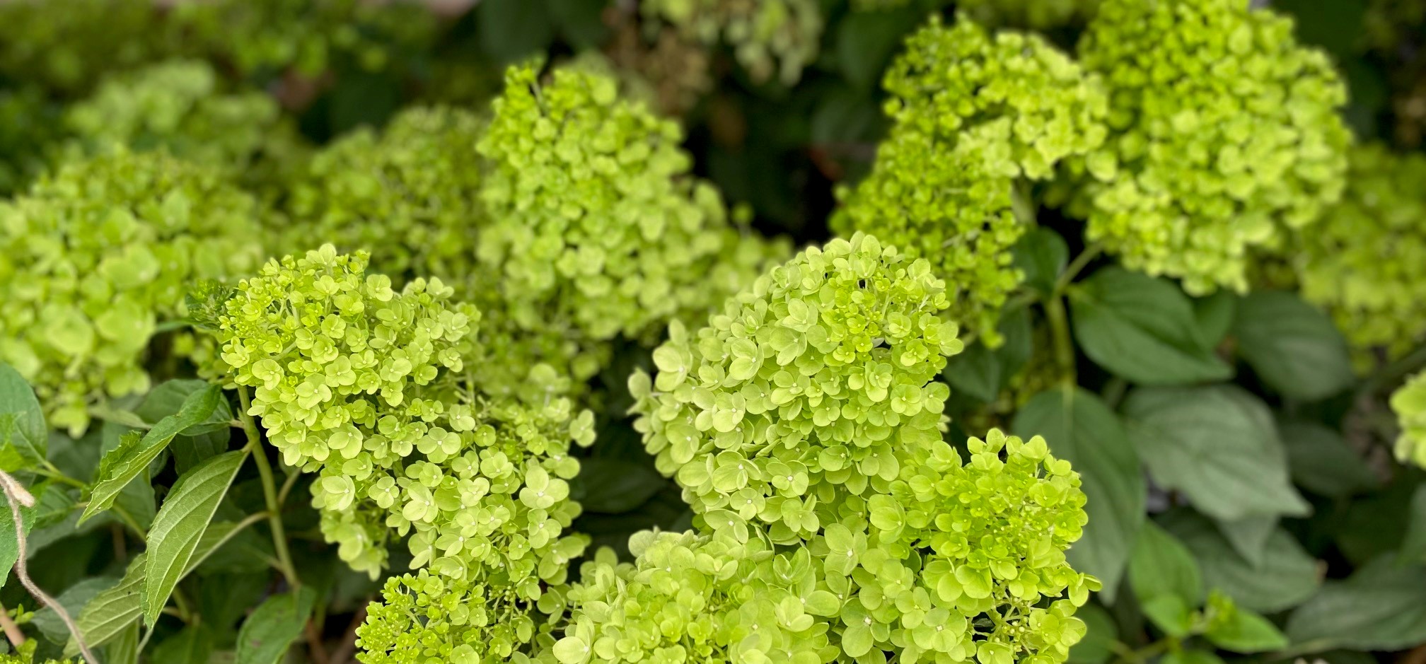 hydrangea-paniculata-midre-strl